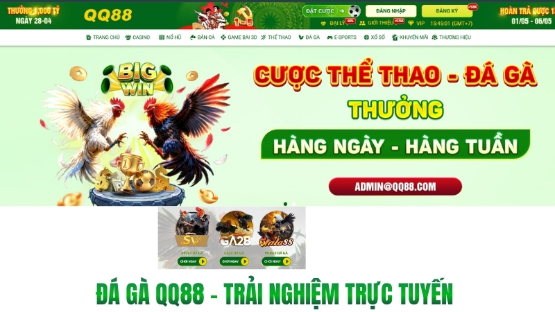 Đá Gà QQ88 – Trải Nghiệm Trực Tuyến Và Lưu Ý An Toàn - XINOGU.PRO